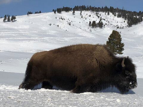 Yellowstone bison entering Montana face slaughter, hunters 