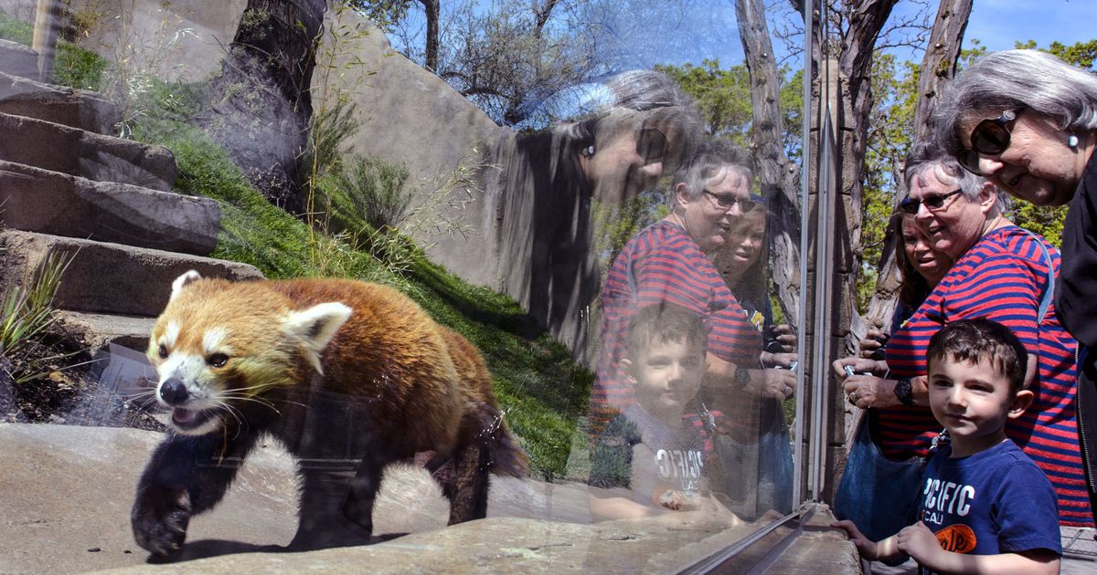 Hogle Zoo two red pandas