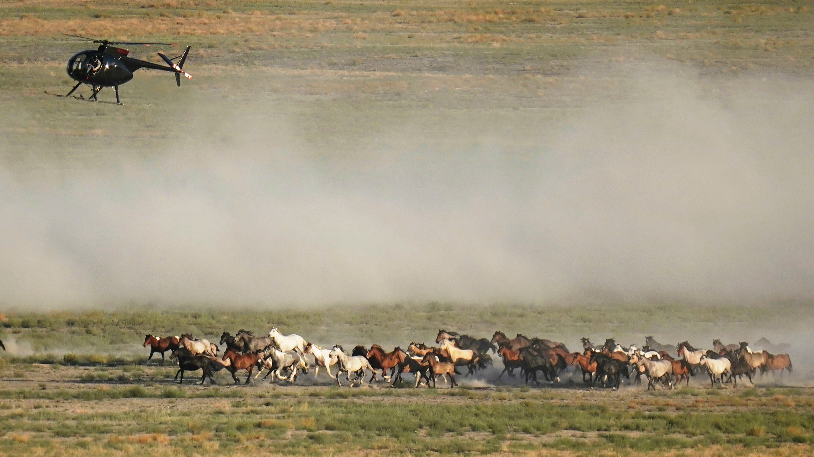 (Rick Bowmer | Associated Press) A helicopter pushes wild horses during a roundup on July 16, 2021, near U.S. Army Dugway Proving Ground, Utah. 