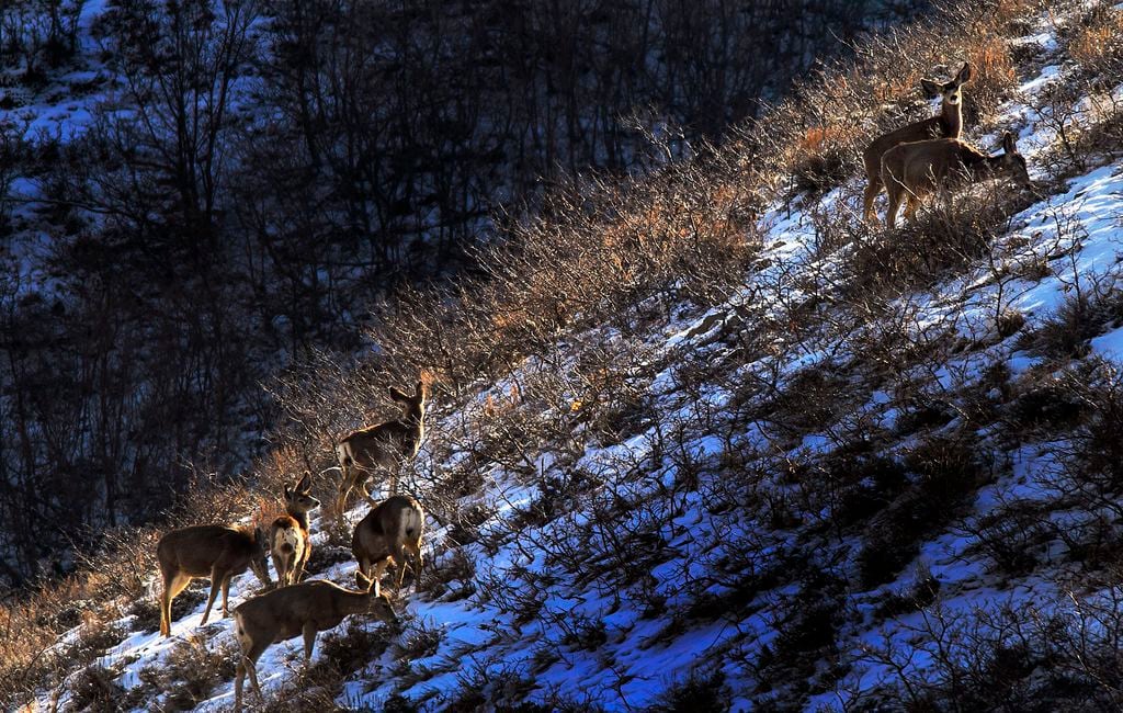 Utah lawmaker seeks to ban baiting and trail cameras in hunting