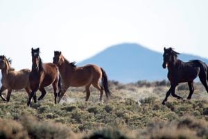 (Rick Egan | The Salt Lake Tribune) Wild horses run free on BLM land northwest of Cedar City in 2014.