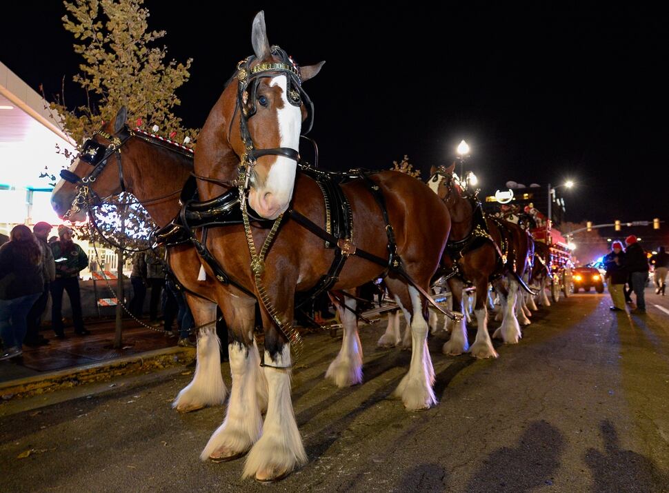 (Francisco Kjolseth | The Salt Lake Tribune) Budweiser’s iconic Clydesdales make a special trip to Utah to celebrate the changing beer laws in the state, joined by a “ghoulish group of pallbearers,” on Wed. Oct. 30, 2019, for a funeral procession for Utah’s last remaining 3.2 percent beer, on their way to Bar X, Beer Bar and Johnny’s on 200 South in Salt Lake City, as the state prepares to start selling 5 percent alcohol-by-volume in grocery and convenience stores starting Friday.