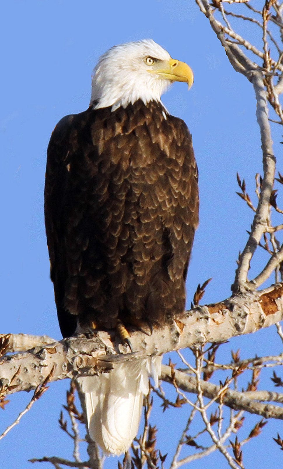 Hundreds of eagles will soon be wintering in Utah. Here’s where you can