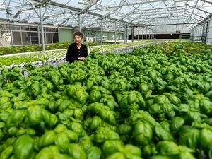 (Rick Egan | The Salt Lake Tribune) Page Westover checks the Basil in a hydroponic greenhouse at Snuck farm in Pleasant Grove, on Wednesday, May 11, 2022.