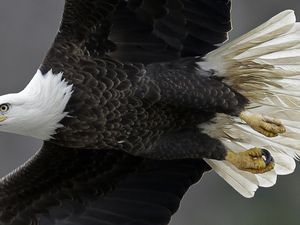 (Gerry Broome | The Associated Press) In this 2016, a bald eagle soars over the Haw River below Jordan Lake in Moncure, N.C. A Utah man was sentenced on Wednesday, June 8, 2022, to almost four years in federal prison after killing at least 10 bald and golden eagles.