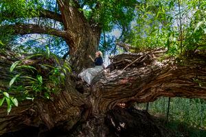 (Leah Hogsten | The Salt Lake Tribune) Jenifer Tringham sits within the trunk of Soldier Hollow's black willow, locally nicknamed the Woman Tree, Thursday, July 7, 2022. Utah State Parks plans to remove 10 ancient black willow trees at Soldier Hollow because they pose a danger to the park's new campground, whose site was chosen because of its proximity to trees.