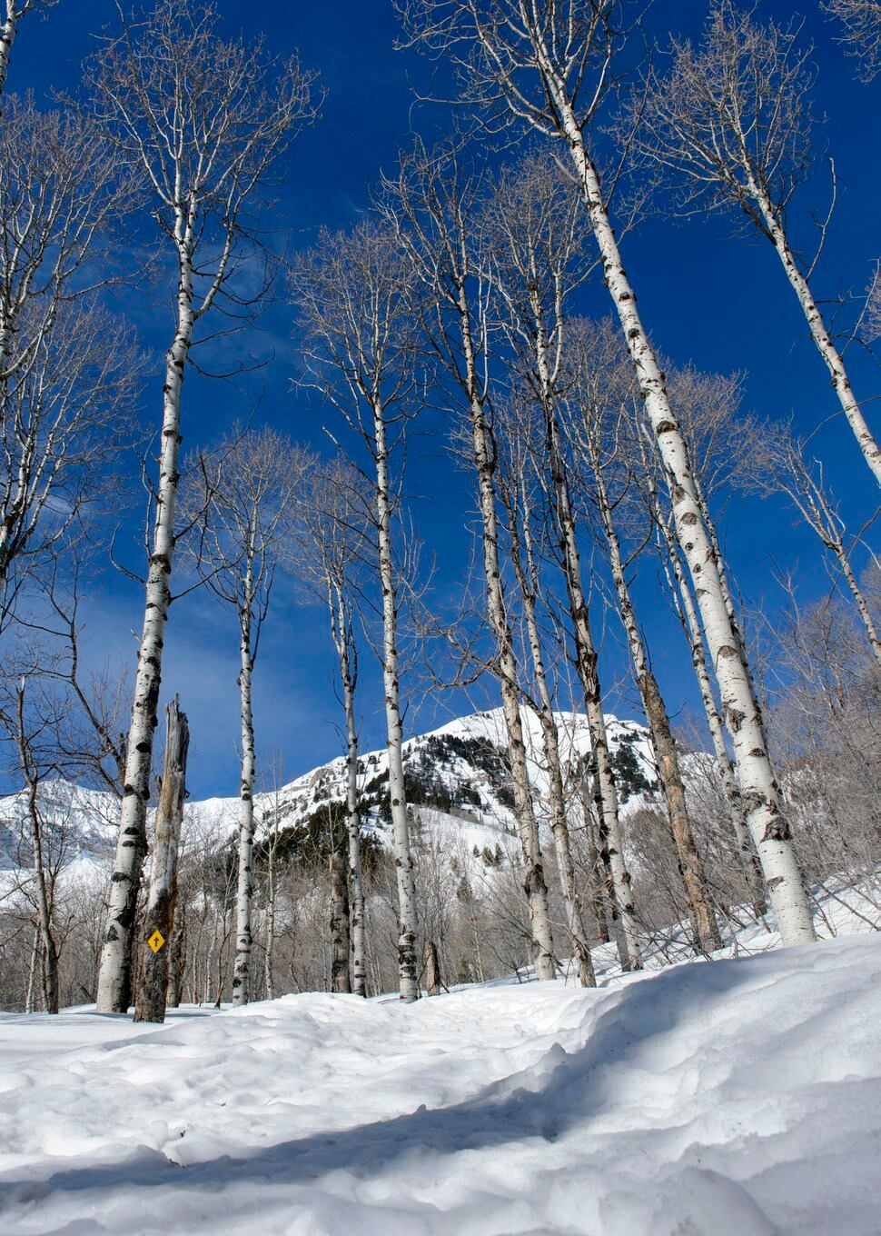 A walk on the cozy side, snowshoeing at Sundance Mountain Resort The