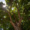 A Utah professor hopes to save the state’s largest walnut tree, which could be threatened by city redevelopment
