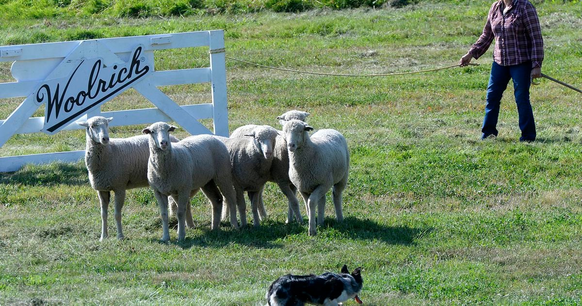 Sheepdogs back at work in annual Utah competition