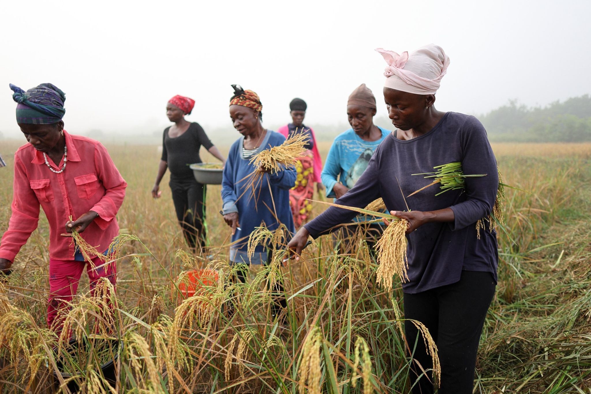 (The Church of Jesus Christ of Latter-day Saints) Farmers harvest rice in their fields at daybreak in Gbarnga, Liberia, on Friday, Jan. 20, 2024. They often sing as they harvest to demonstrate to unity and harmony within the community. The church reported giving $1.3 billion in charitable aid in 2023.