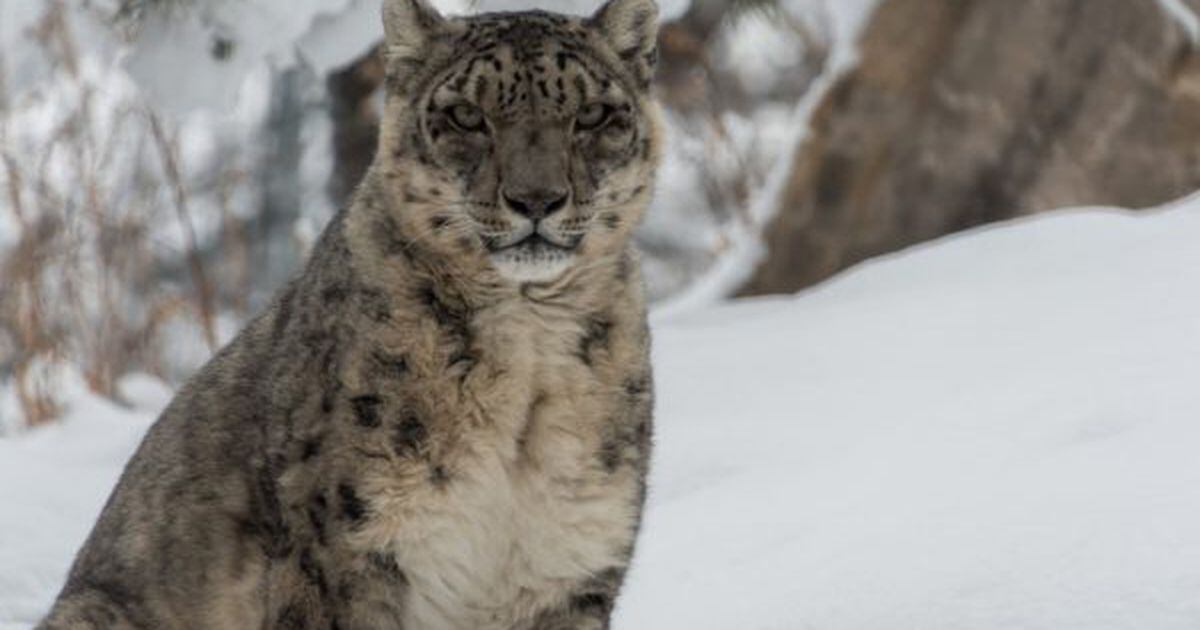 Elderly snow leopard dies at Hogle Zoo
