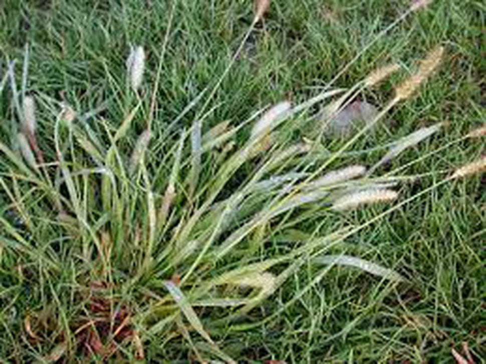 Utah police dog dies after ingesting foxtail grass The Salt Lake Tribune