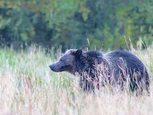 (Photo by Hank Perry via Writers on the Range)

A grizzly bear near the B Bar Ranch in Gardiner, Montana