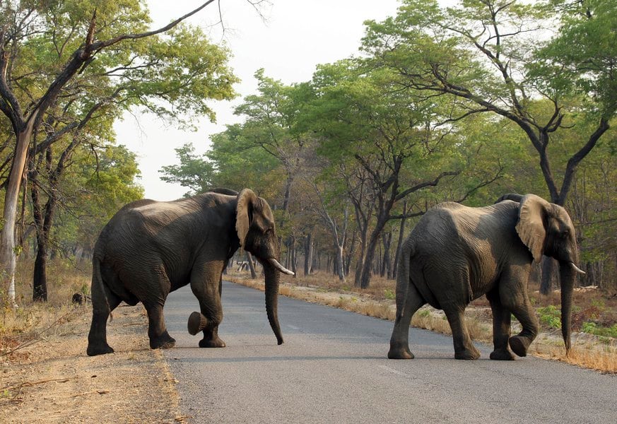 Update: Utah man denies plans to hunt elephants, claims he sought permit to import African trophies for a filmmaking project
