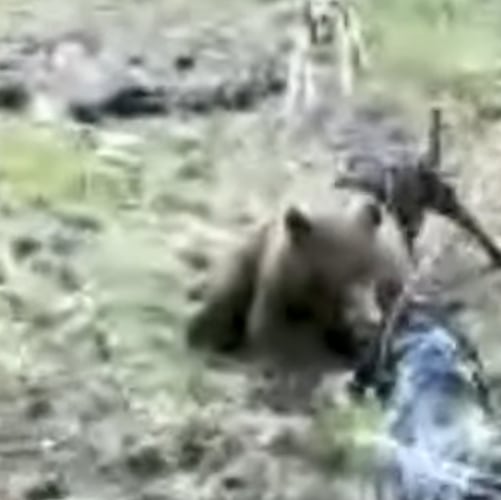 (Screen shot courtesy of Utah Division of Wildlife Resources)
This video image depicts several dogs cornering a female black bear during a pursuit on May 19, 2018 in Grand County. The video was found on the phone of William "Bo" Wood, a Florida dog trainer now awaiting trial on felony charges stemming from the incident.