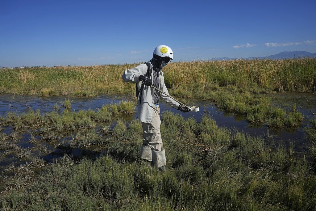 (Rick Bowmer | AP Photo) A member of the Salt Lake City Mosquito Abatement District checks larvae levels in the wetlands north of the Salt Lake City International Airport on Monday, Aug. 28, 2023, in Salt Lake City. Mosquitoes can carry viruses including dengue, yellow fever, chikungunya and Zika. They are especially threatening to public health in Asia and Africa but are also closely monitored in the United States.
