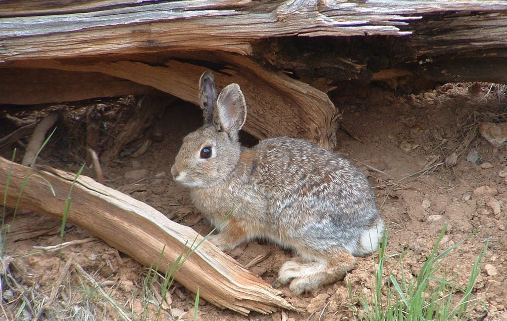 Fatal rabbit disease moves into Utah's wild population