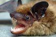 (Utah Division of Wildlife Resources) A bat in Salt Lake City tested positive for rabies this week, Salt Lake County Health Department officials announced on Thursday, June 1, 2023.