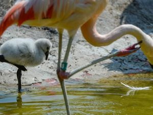 (Francisco Kjolseth  |  The Salt Lake Tribune)  Tracy Aviary has a variety of new birds, including three new baby Chilean Flamingos. The trio, ranging in age from 14 to 29 days of age are growing fast and the aviary is currently having a naming competition. Every egg that is laid at the aviary is given a number. Chick 3 just happened to get the egg number 007, so keepers decided to theme the flamingo chick naming contest with 007 names. 