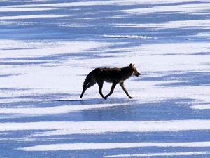 (Rick Bowmer | AP) A coyote travels across ice formed on the Great Salt Lake Monday, Jan. 31, 2022, on Antelope Island. Since 2012, Utah wildlife officials have paid a $50 bounty on coyotes. An unknown portion of those taxpayer-funded bounties are paid on coyotes taken in controversial killing contests, that critics blast as an insult to Utah's wildlife heritage.