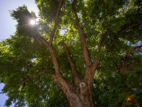 A Utah professor hopes to save the state’s largest walnut tree, which could be threatened by city redevelopment