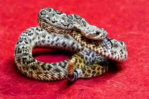 (Rick Egan | The Salt Lake Tribune) A rattlesnake shakes its rattle during rattlesnake aversion training for dogs at Barley's Canine Recreation Center, on Tuesday, May 17, 2022.