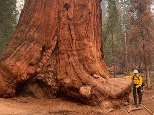 Photo: Sequoia National Forest, image courtesy of Joe Stone