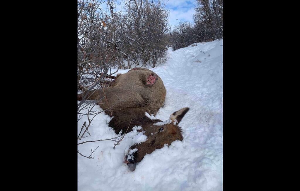 Utah Hunter Safety Targets