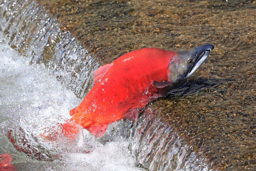 Fluorescent red kokanee salmon on display as they spawn