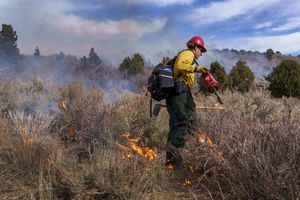 (Leah Hogsten | The Salt Lake Tribune) Brian Frisby, a fire operations specialist with the Bureau of Land Management in Fillmore uses a drip torch to start a prescribed burn within Fish Lake National Forest, Saturday, Nov. 6, 2021. The day's weather conditions of overcast skies and high relative humidity forced the cancelation of the burn after the sagebrush, juniper, pinyon pine and gambel oak would not catch fire. Utah's national forests are ramping up their use of controlled burning to improve forest health.