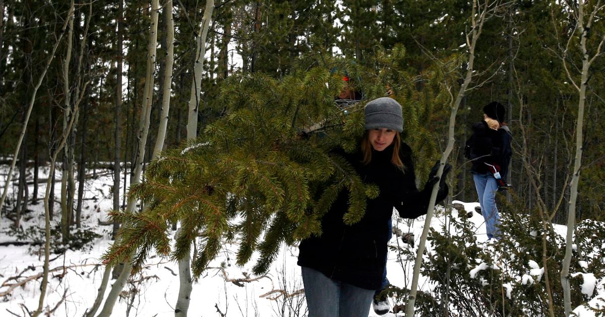 Time to get a permit for cutting a Christmas tree in a Utah national forest