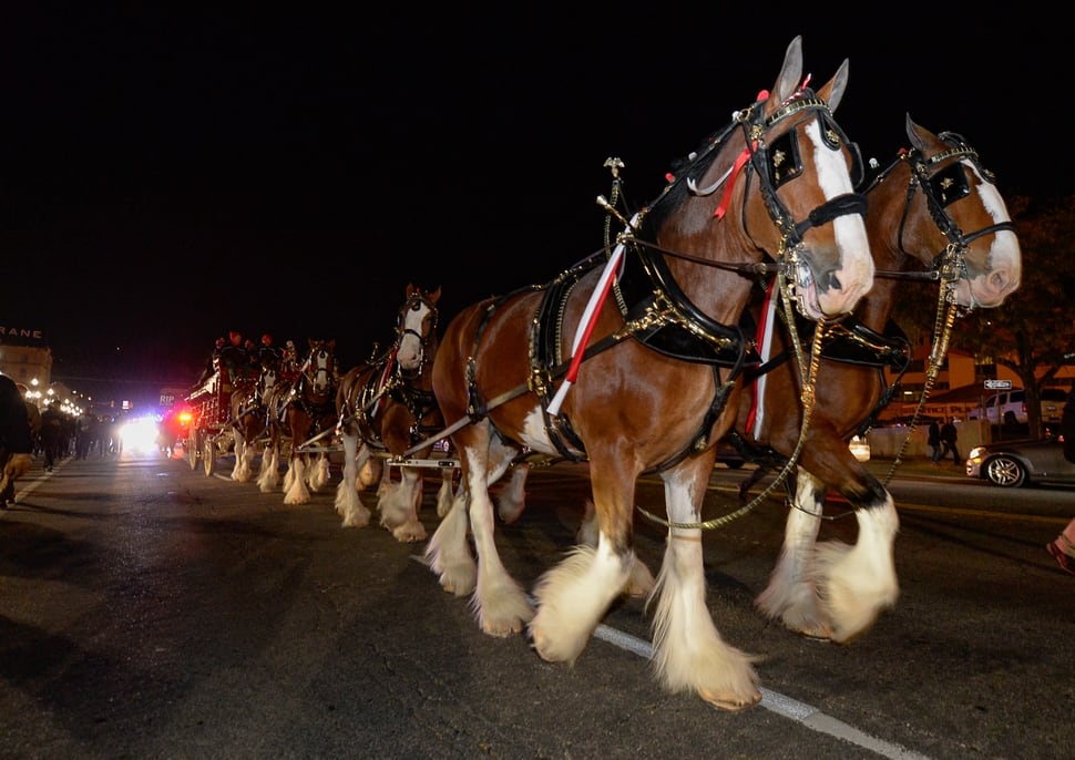 (Francisco Kjolseth | The Salt Lake Tribune) Budweiser’s iconic Clydesdales make a special trip to Utah to celebrate the changing beer laws in the state, joined by a “ghoulish group of pallbearers,” on Wed. Oct. 30, 2019, for a funeral procession for Utah’s last remaining 3.2 percent beer, on their way to Bar X, Beer Bar and Johnny’s on 200 South in Salt Lake City, as the state prepares to start selling 5 percent alcohol-by-volume in grocery and convenience stores starting Friday.