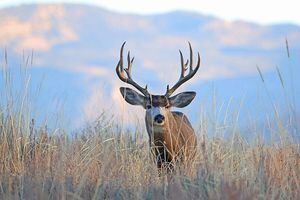 (Courtesy of Jim Shuler) Chronic wasting disease has been detected in four Salt Lake County deer for the first time.