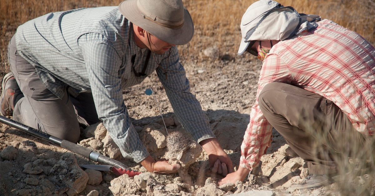 Utah scientists get dirty to save threatened cactus - Salt Lake Tribune