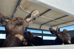 (Utah Division of Wildlife Resources) Two moose peer out from a trailer while being relocated from Interstate 80 on Tuesday, Jan. 11, 2022.