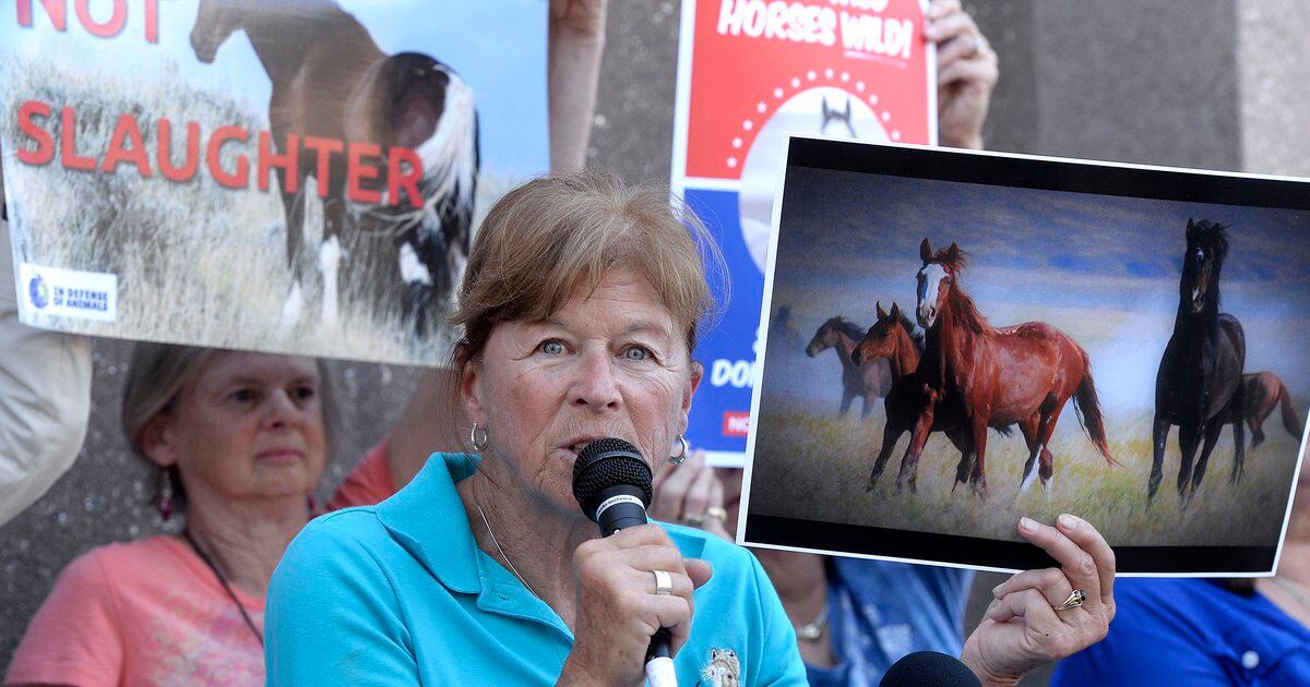 Ginger Kathrens: Wild horses groomed as scapegoats for public land destruction - Salt Lake Tribune