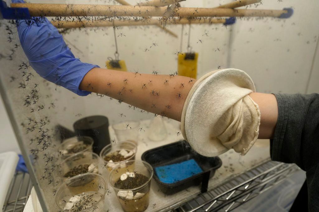 (Rick Bowmer | AP Photo) A colony of sabethes cyaneus, also known as the paddle-legged beauty for its feathery appendages and iridescent coloring, blood feed on Ella Branham, a seasonal vector control technician at the Salt Lake City Mosquito Abatement District on July 19, 2023, in Salt Lake City. Branham had volunteered to let the mosquitoes feed on her blood so they can produce eggs and maintain the colony for education and research at the lab in the Salt Lake City district.