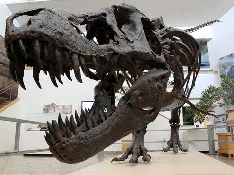 Snapshot of extinction: Fossils show day of killer asteroid