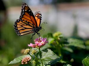 (Gregory Bull | AP photo)

This Aug. 19, 2015, photo, shows a monarch butterfly in Vista, Calif. The number of western monarch butterflies wintering along the California coast has plummeted to a new record low, putting the orange-and-black insects closer to extinction, researchers announced Tuesday, Jan. 19, 2021.