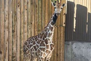 (Hogle Zoo via Instagram) A giraffe named Ja Raffe, named after the Memphis Grizzlies star Ja Morant, arrives at the Hogle Zoo from the Memphis Zoo.