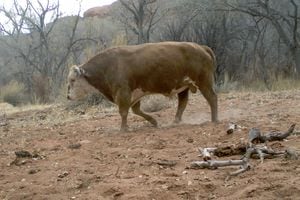 (National Park Service) Feral cows have been roaming around parts of the Grand Staircase Escalante National Monument and Glen Canyon National Recreation Area that are closed to livestock grazing. These animals were photographed near the Escalante River this year with a trail camera rigged by park rangers.