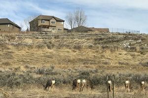 (Photo courtesy of the Utah Division of Wildlife Resources) Residential deer herds.