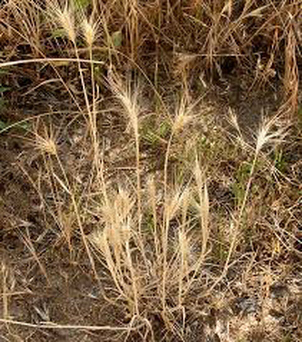 Utah police dog dies after ingesting foxtail grass The Salt Lake Tribune