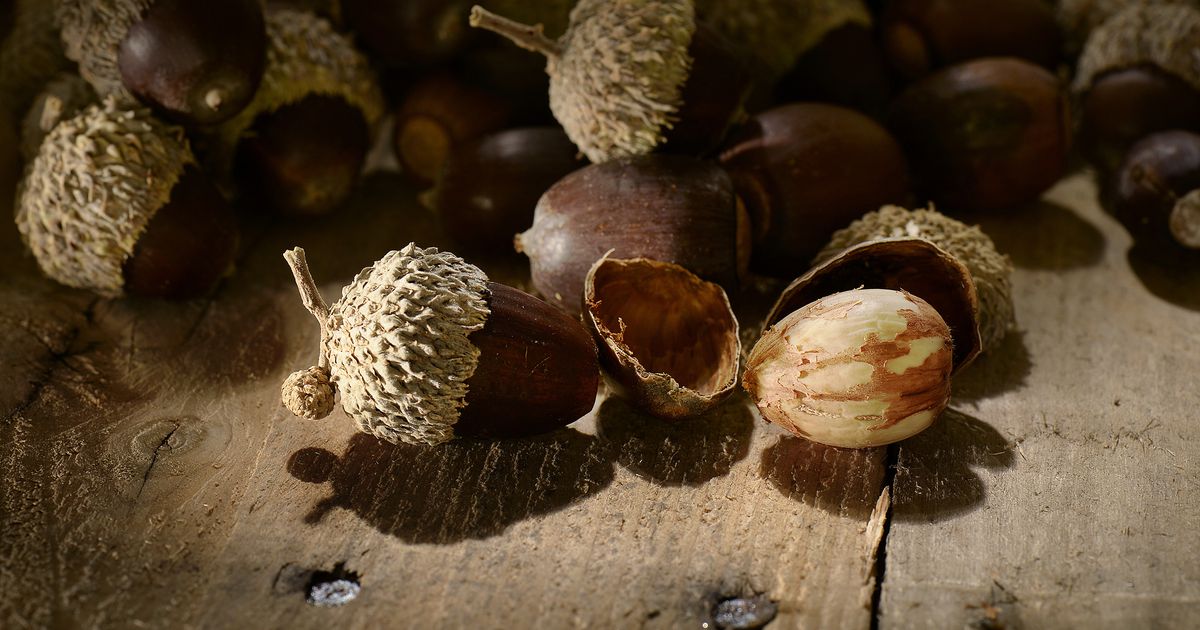 Do you have what it takes to eat an acorn?
