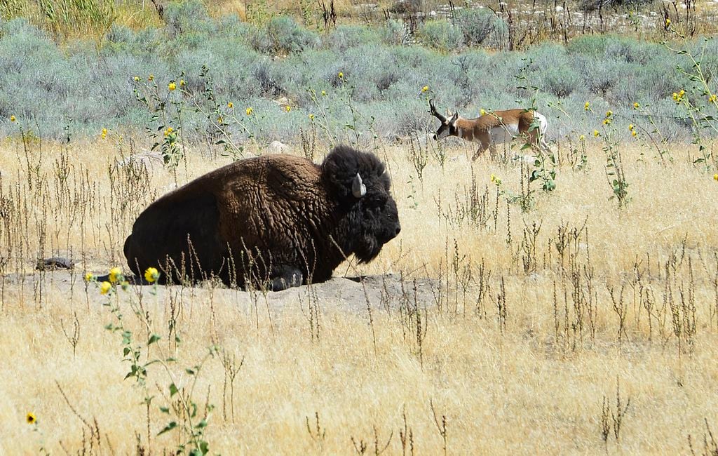 Does Antelope Island Allow Dogs