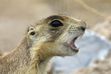 (Rick Bowmer | AP) A prairie dog barks near, Cedar City, Utah, on Aug. 6, 2015. The Division of Wildlife Resources has recommended that the Utah prairie dog be removed from the endangered species list.