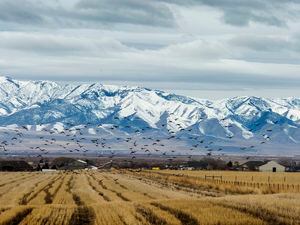 (Rick Egan  |  The Salt Lake Tribune)   A view of farmland in Tooele County. Tuesday, Jan. 28, 2020.