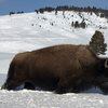 Yellowstone bison entering Montana face slaughter, hunters 