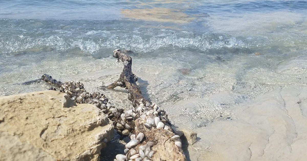 Invasive mussels are tightening their grip on Utah s Lake Powell