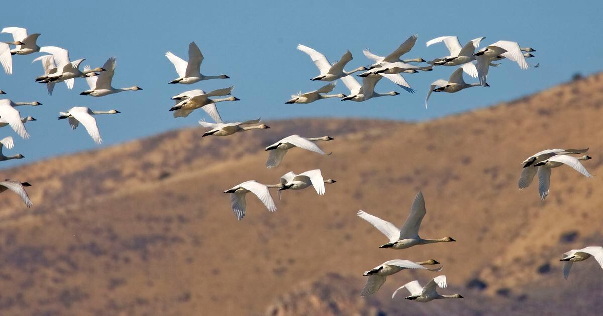 Utah hunters killed 20 rare trumpeter swans by accident this year. Here’s why that matters.